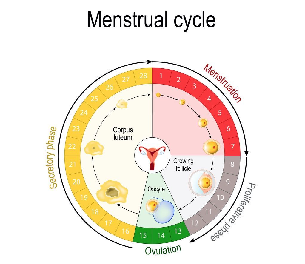 Etapas Del Ciclo Menstrual Premenstrual Etapas Del Ciclo Menstrual Premenstrual